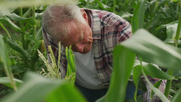 Mature man working on farm