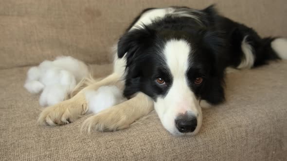 Naughty Playful Puppy Dog Border Collie After Mischief Biting Pillow Lying on Couch at Home