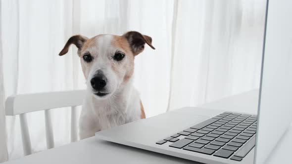 Dog Falls Asleep While Sitting at Laptop