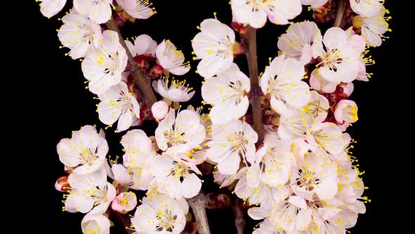 White Flowers Blossoms on the Branches of Apricot Tree