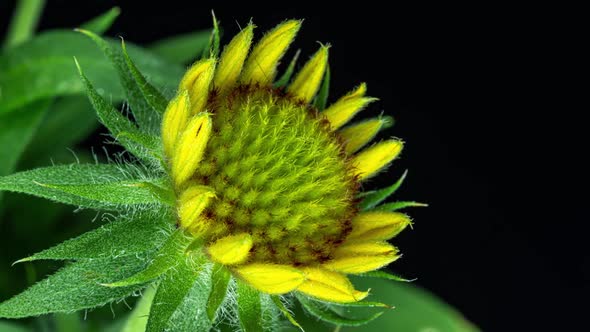 Time Lapse of Gaillardia Bloom Closeup Shot on Black Background Beautiful Gaillardia Flower Blooms