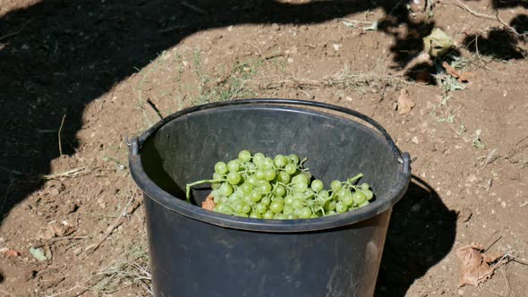 Farm Worker Throws Bunch of Green Grapes Into a Bucket