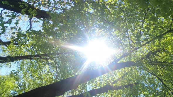 Vertical Video of the Forest in the Spring on a Sunny Day