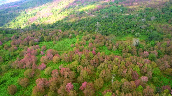 An aerial view from a drone over the Himalayan Cherry tree in a beautiful forest