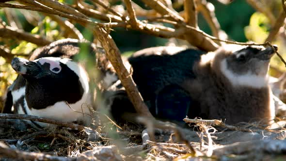 African penguin mother protecting her chick under a bush, lying flat on ground, low angle close-up s