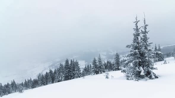 Beautiful Winter Landscape with Snow Covered Trees