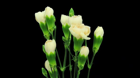 Time-lapse of opening cream (Dianthus) flower with ALPHA channel