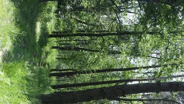 Vertical Video Aerial View Inside a Green Forest with Trees in Summer