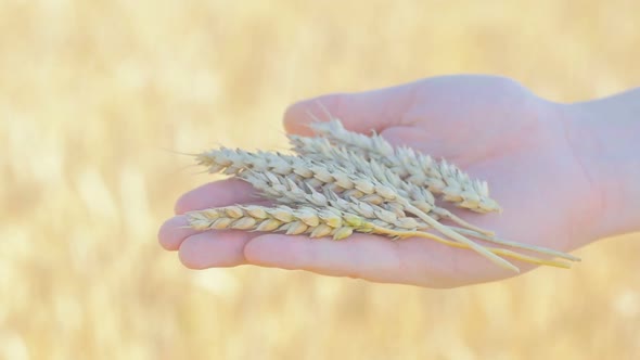 Rye Spikelets In Man's Hand