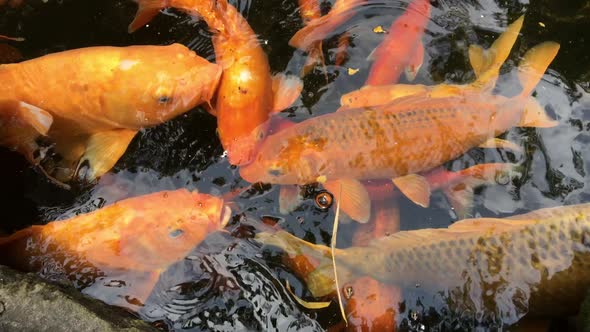 Koi fish in the pond, Fancy carps fish are swimming in water