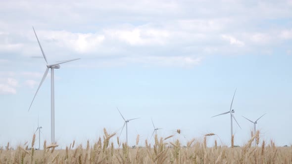 Powerful Turbines Generate Electricity on the Sky Background Surrounded By Yellow Wheat Ears