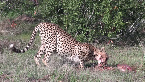 Close view of lone cheetah feeding on kill on grass on windy day