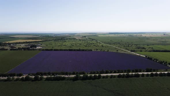 Top View of a Lavender Field Surrounded By Green Crops