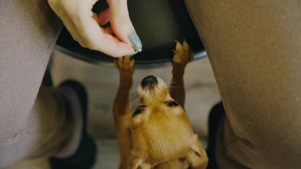 The Pet Lays Its Paws on the Chair for the Mistress