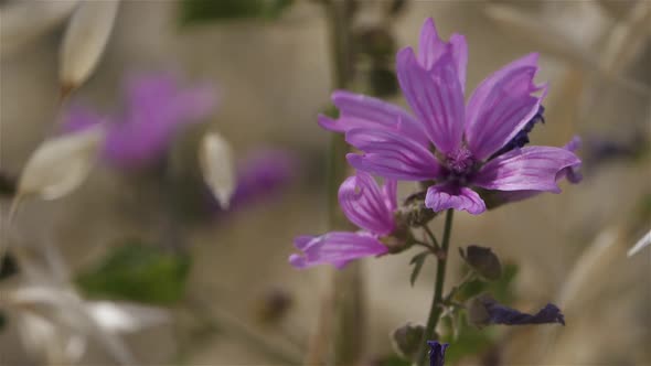 Malva sylvestris,cheeses also knowed as high mallow and tall mallow