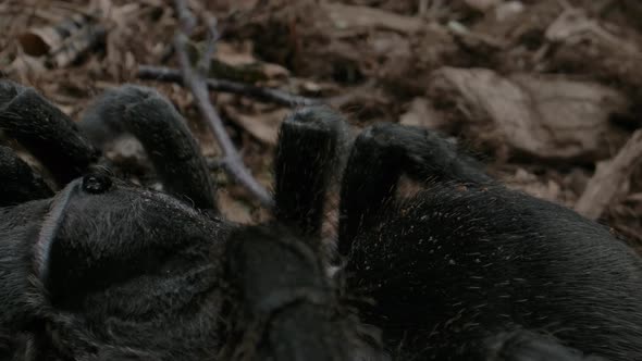 Slow pan across tarantula on forest floor