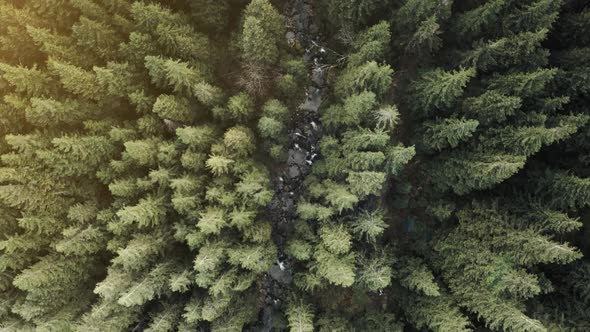 Aerial Top Down View of Gravel Road in Pine Forest at Autumn Sunny Day