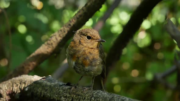 Robin Chick On A Branch.