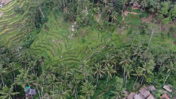 Tegallalang Rice Terrace , Bali (Drone)