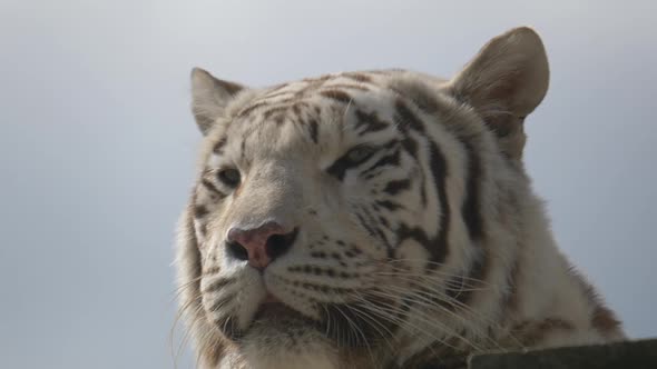 4K Portrait shot of Bleached White Tiger taking sunbath outdoors in wilderness against cloudy sky -