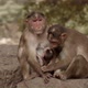 Monkeys - VideoHive Item for Sale
