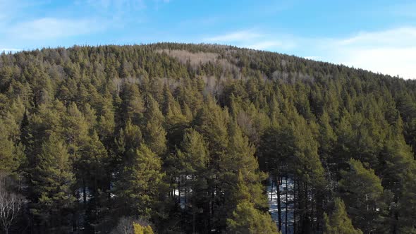 Pine Forest On A Sunny Day