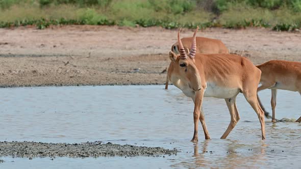 Wild Saiga Antelope or Saiga Tatarica Drinks in Steppe