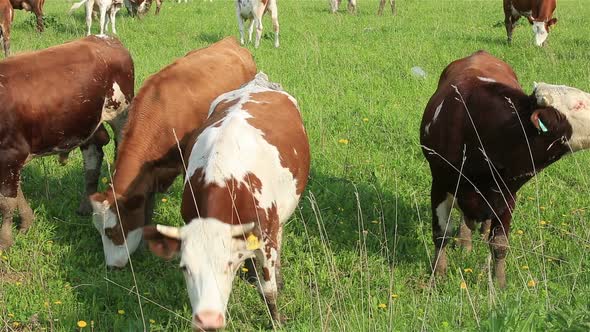 A Herd of Dairy Cows Grazing on a Green Meadow in Summer