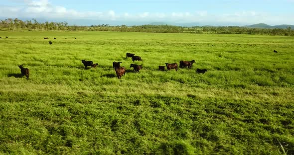 Orbiting around a pasture with grazing cattle.