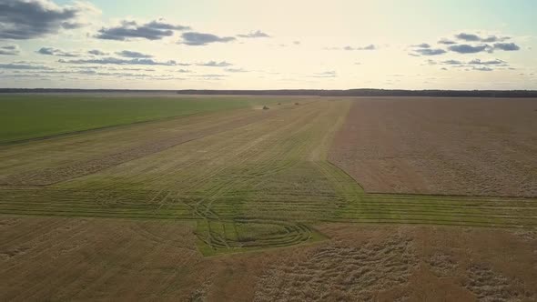 Upper View Harvesters Drive on Field and Gather Ripe Wheat