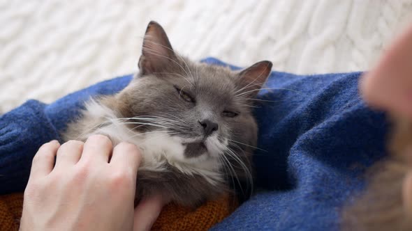 A Cute Fluffy Cat Lies in the Arms of His Beloved Owner