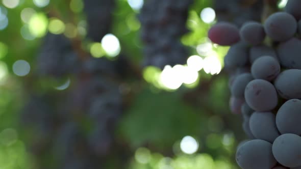 The Sun's Rays Shine Through the Bunches of Grapes