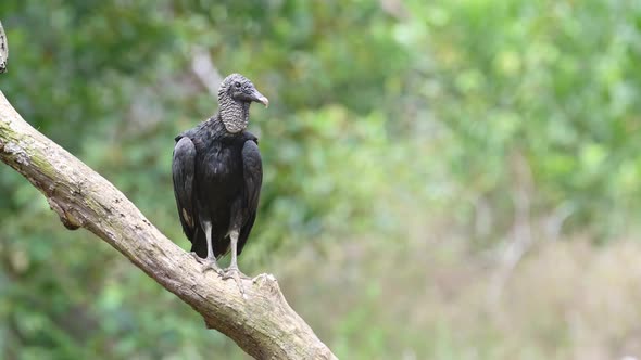 Black Vulture (coragyps atratus) Portrait, Costa Rica Wildlife and Birds, Perched on a Branch, Boca