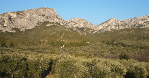 Olives groves, Les Civadieres in the Alpilles range, Provence, France