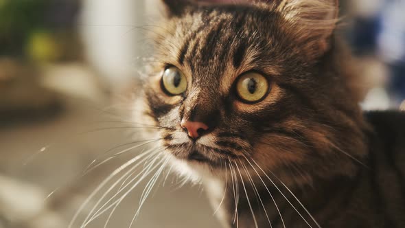 Close-up of a cute sitting cat. Looks with interest. Striped domestic cat. Concept of happy adorable