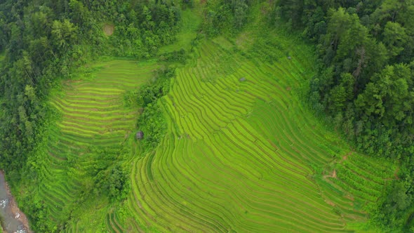 Aerial top view of paddy rice terraces, green agricultural fields in Vietnam.