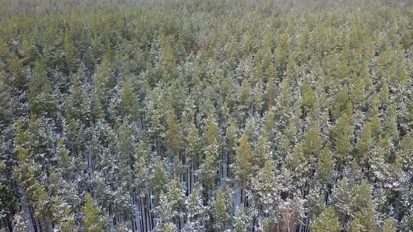 Winter Snowy Forest, Aerial View