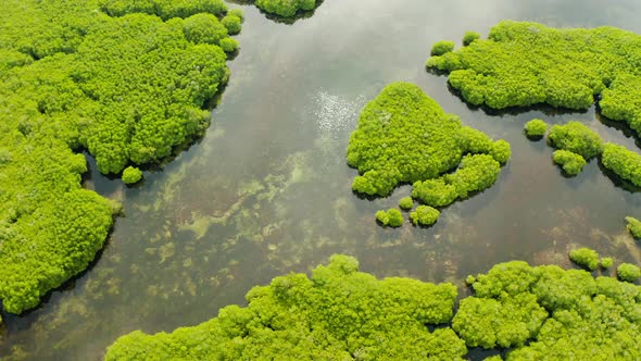 Aerial View of Mangrove Forest and River.