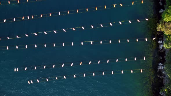 Aerial top drone view of fish and oyster farming in the clear waters of the sea