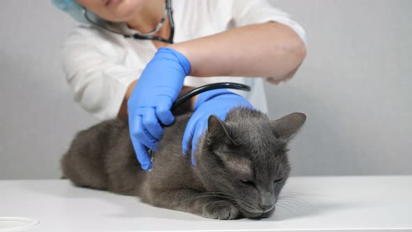 Veterinarian Woman Using a Phonendoscope Listens to a Cat