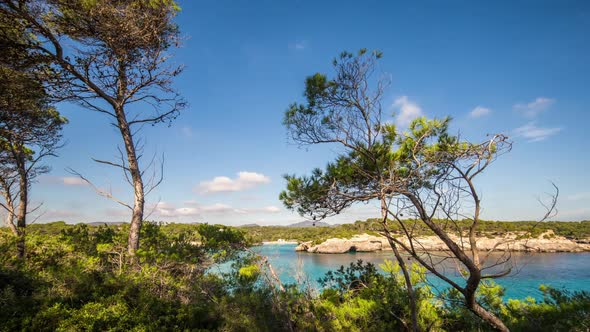 pines trees forest mallorca nature environment