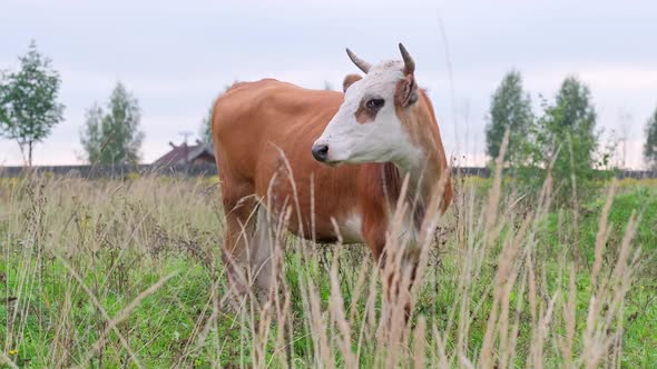 A Red Bull Looks Closely at the Farmer Standing in the Pasture on a Summer Day