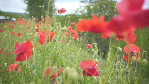 Wild Growing Poppies Flowers 10