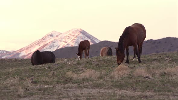 View of wild horses grazing with snow covered mountain in the background.