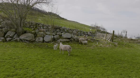 Sheep with cute lambs curiosly watching drone, while another feeding her babies. Lambing rural scene