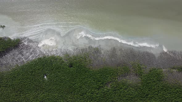 Aerial view look down sliding over bare mangrove tree