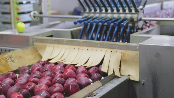 Red Apples on the Line By Sampling Apples