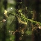 Tree's Dust Particles Full HD - VideoHive Item for Sale