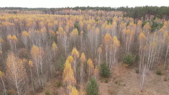 Forest with Trees in the Fall