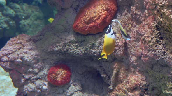 Small tropical fishes in the aquarium.